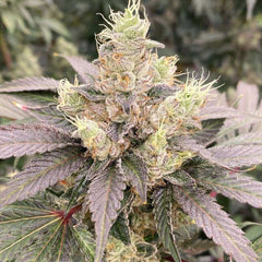 Mop Chopper LTD Feminized Cannabis Seeds by Karma Genetics