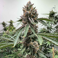 Pink Animal Crackers S1 Feminized Cannabis Seeds by Mosca Seeds