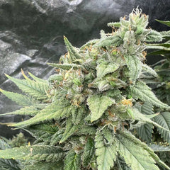 Pink Lemon Aid S1 Feminized Cannabis Seeds by Mosca Seeds