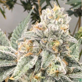 Sello Feminized Cannabis Seeds by Mosca Seeds