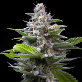 Murder Hornet Feminized Cannabis Seeds by Cookies Seeds