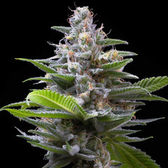 Murder Hornet Feminized Cannabis Seeds by Cookies Seeds
