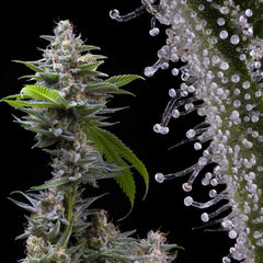 Murder Hornet Feminized Cannabis Seeds by Cookies Seeds