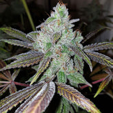 Now N Frutti Feminized Cannabis Seeds by Karma Genetics