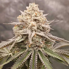 Orange Runtz Cake 2.0 Feminized Cannabis Seeds by Conscious Genetics