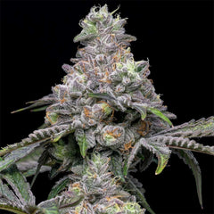 Papaya x Hollywood Feminized Cannabis Seeds by Cookies Seeds