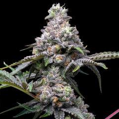 Papaya x Hollywood Feminized Cannabis Seeds by Cookies Seeds