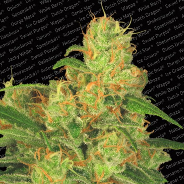 Auto Acid by Paradise Seeds