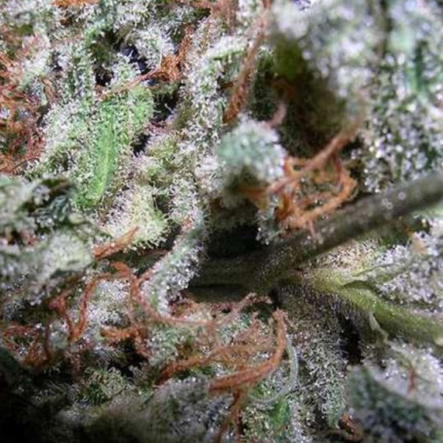 Indica Champion Pack by Paradise Seeds
