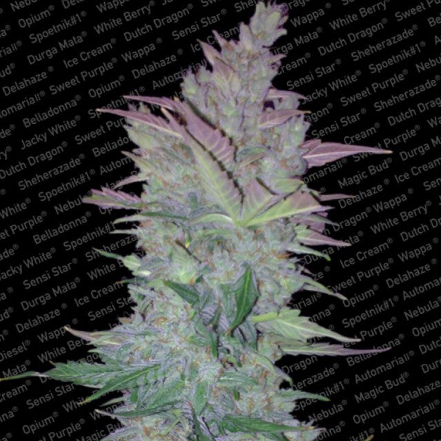 Auto VERTIGO by Paradise Seeds
