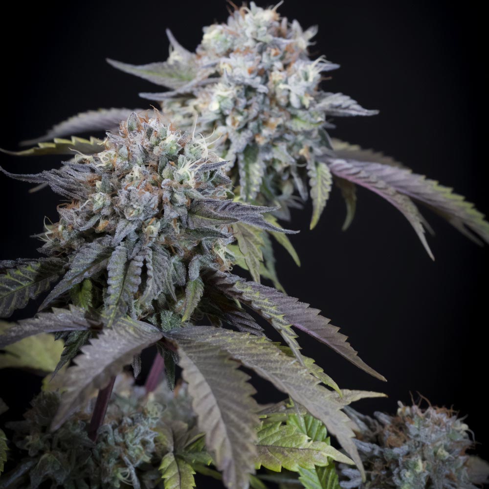 Gulupa by Paradise Seeds