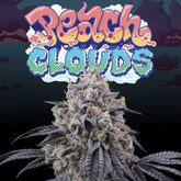 Peach Clouds Feminized Cannabis Seeds by Perfect Tree