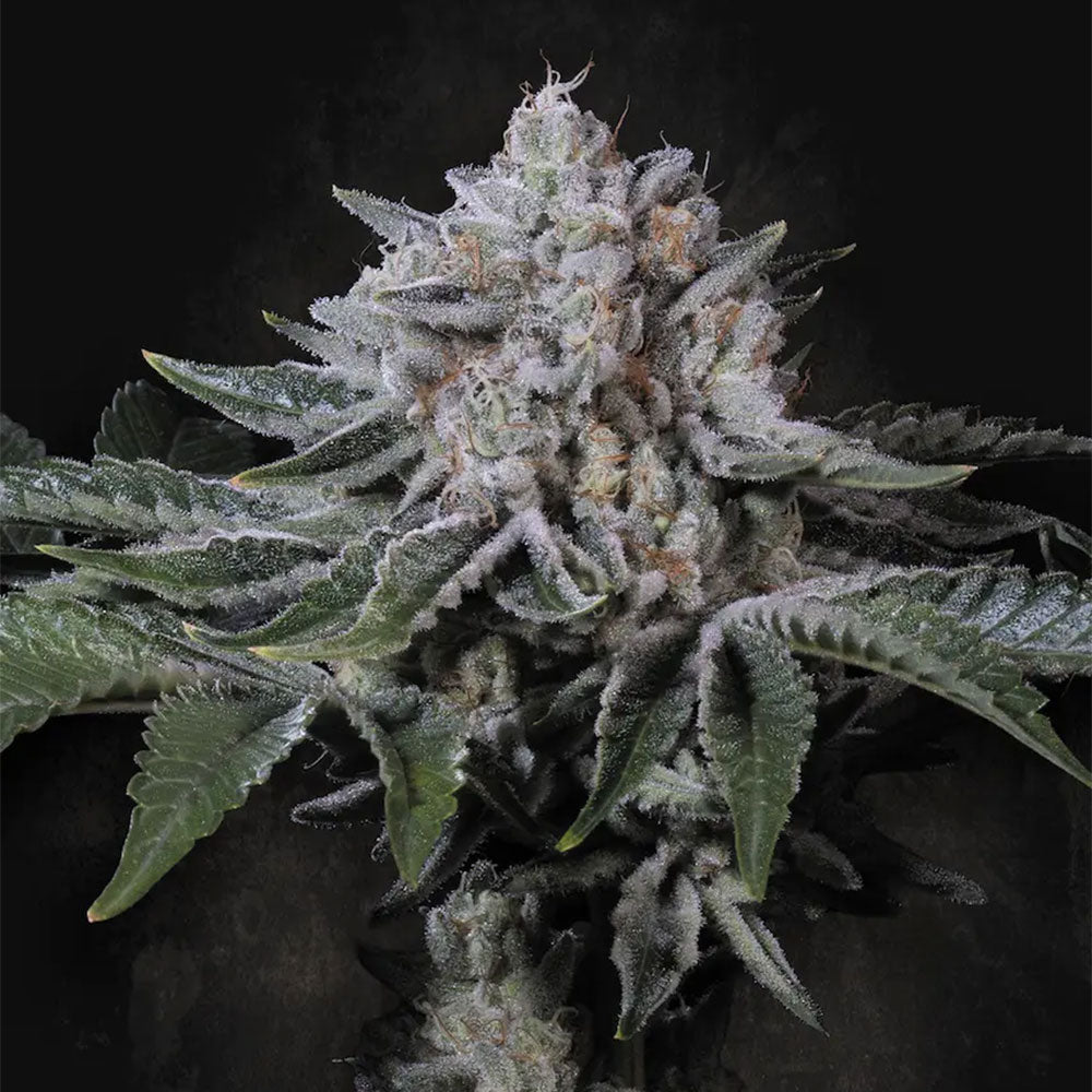 Peach Frosting by Paradise Seeds