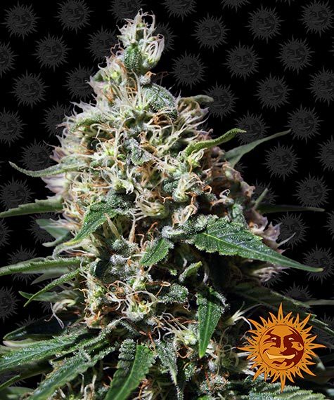 Peppermint Kush by Barneys Farm