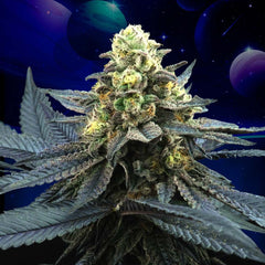 Blue Peach Feminized Cannabis Seeds by Perfect Tree