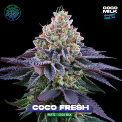 Coconut Fresh Feminized Cannabis Seeds by Perfect Tree