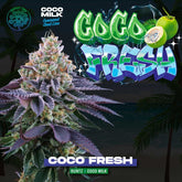 Coconut Fresh Feminized Cannabis Seeds by Perfect Tree