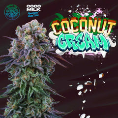 Coconut Cream Feminized Cannabis Seeds by Perfect Tree