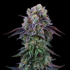 Coconut Cream Feminized Cannabis Seeds by Perfect Tree
