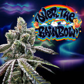 Over the Rainbow Regular Cannabis Seeds by Perfect Tree