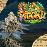 Picchu Feminized Cannabis Seeds by Perfect Tree
