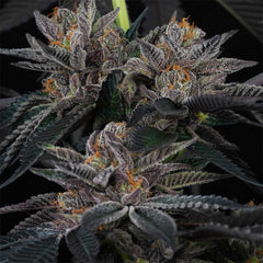 Sunset Cherries Feminized Cannabis Seeds by Perfect Tree