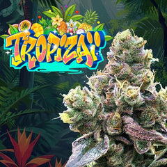 Tropizai Regular Cannabis Seeds by Perfect Tree