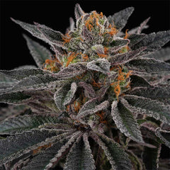 Sunset Cherries Feminized Cannabis Seeds by Perfect Tree