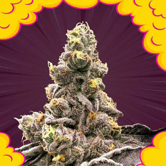 Zahemi Regular Cannabis Seeds by Perfect Tree