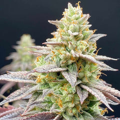 Rainbow Triangle Feminized Cannabis Seeds by Perfect Tree