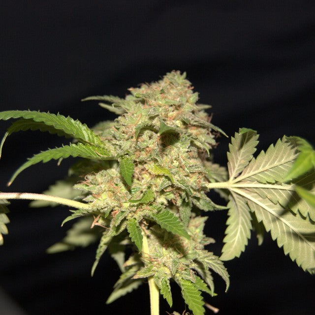 LA Fire by Pheno Finder Seeds