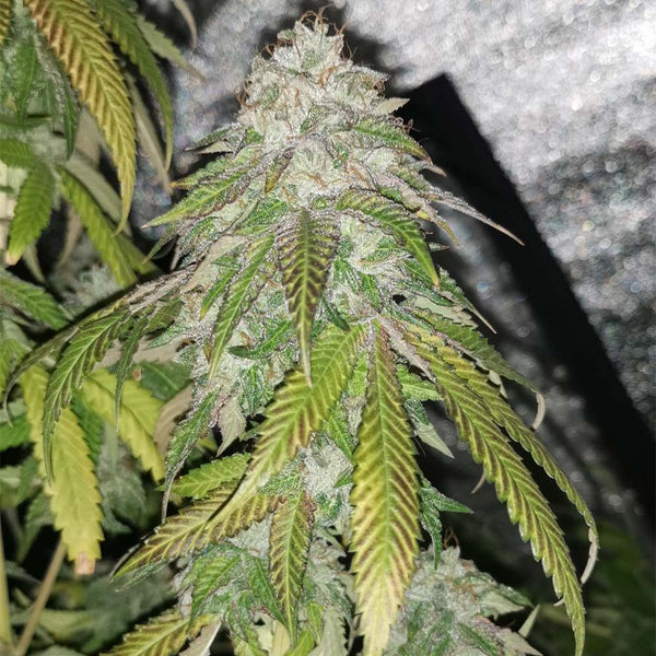 Auto Pink Bubblez by Pheno Finder Seeds