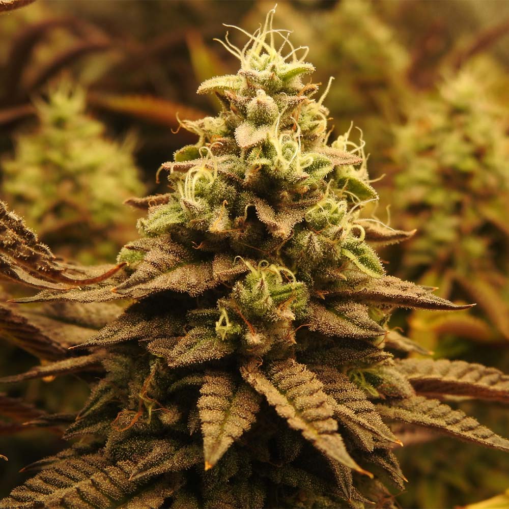 Pineapple Cubez by Pheno Finder Seeds