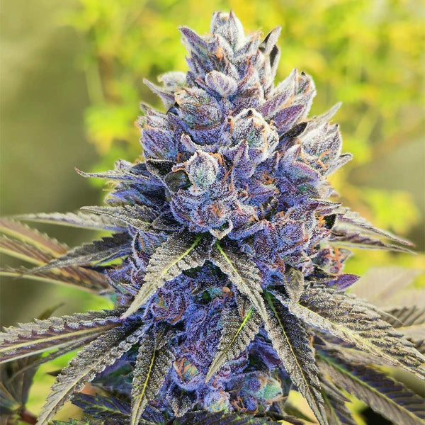After Eights by Pheno Finder Seeds