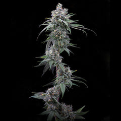Pie Piss Feminized Cannabis Seeds by Cookies Seeds