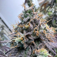 Pina Colada Feminized Cannabis Seeds by The Plug Seedbank