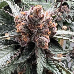 Pink Animal Crackers S1 Feminized Cannabis Seeds by Mosca Seeds