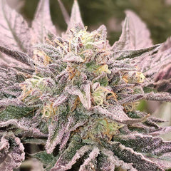 Pink Bacio Feminized Cannabis Seeds by Karma Genetics
