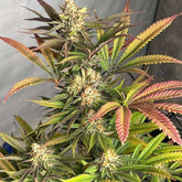 Pink Crumble Feminized Cannabis Seeds by Karma Genetics