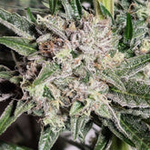 Pink Fritter Feminized Cannabis Seeds by Karma Genetics