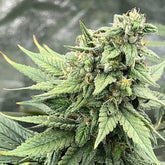 Pink Lemon Aid S1 Feminized Cannabis Seeds by Mosca Seeds