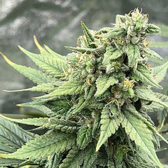 Pink Lemon Aid S1 Feminized Cannabis Seeds by Mosca Seeds