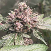 Pink Mintz Feminized Cannabis Seeds by Conscious Genetics