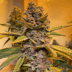 Pink Mintz Feminized Cannabis Seeds by Conscious Genetics