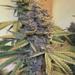 Pink Mintz Feminized Cannabis Seeds by Conscious Genetics