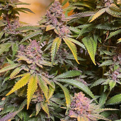 Pink Mintz Feminized Cannabis Seeds by Conscious Genetics