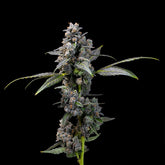 Pink Passion Fruit Feminized Cannabis Seeds by Cookies Seeds