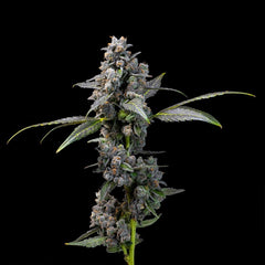 Pink Passion Fruit Feminized Cannabis Seeds by Cookies Seeds