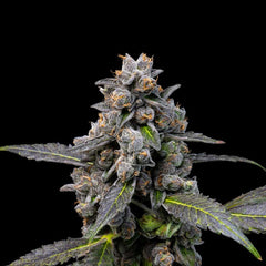 Pink Passion Fruit Feminized Cannabis Seeds by Cookies Seeds