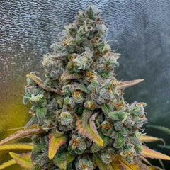 Pink Quavers Feminized Cannabis Seeds by Conscious Genetics